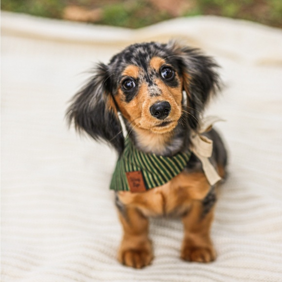 Meet your Posher, Gabby - Picture 13 of 13